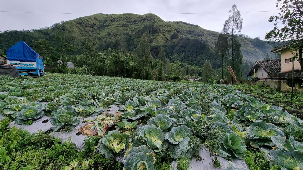 Arum Bromo Villas Ngadisari 外观 照片