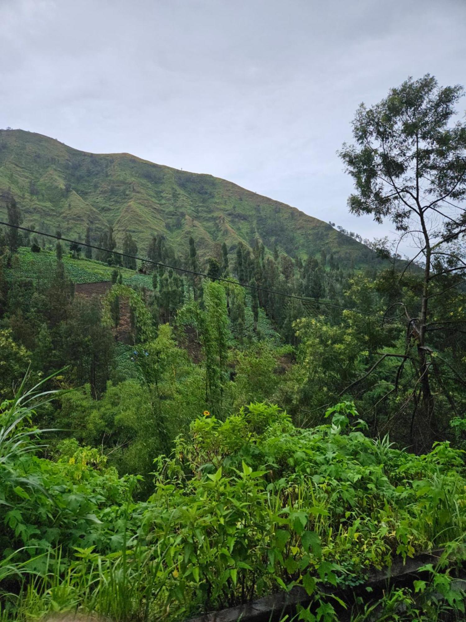 Arum Bromo Villas Ngadisari 外观 照片